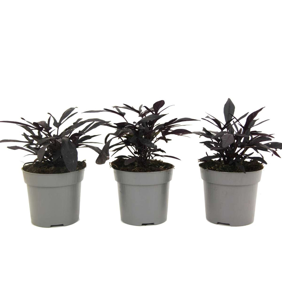 Ipomoea batatas - Sada 3 kusů - Sladký brambor Ipomoea - FloraStore