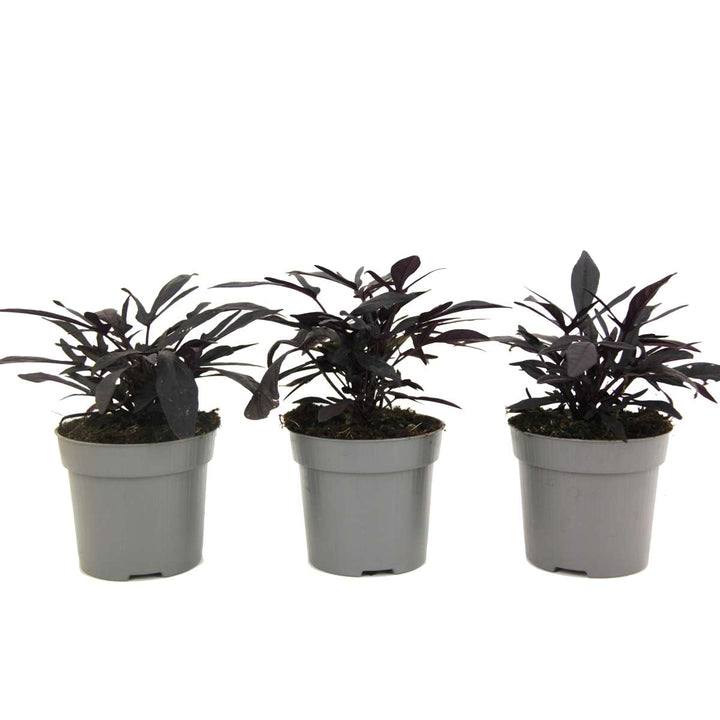 Ipomoea batatas - Sada 3 kusů - Sladký brambor Ipomoea - FloraStore