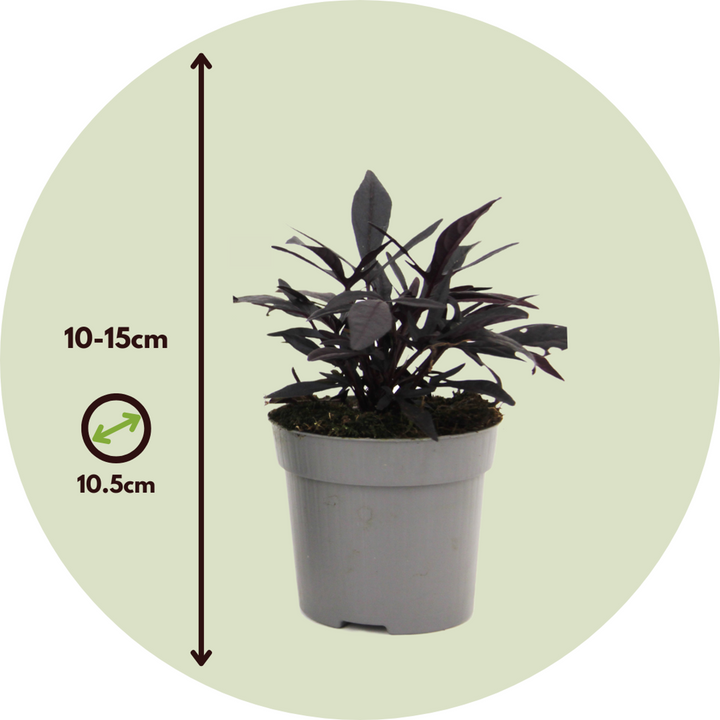 Ipomoea batatas - Sada 3 kusů - Sladký brambor Ipomoea - FloraStore