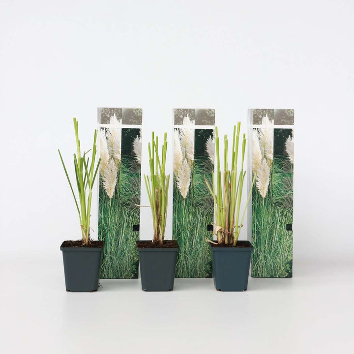 Cortaderia selloana - Set van 3 - Siergras - Wit