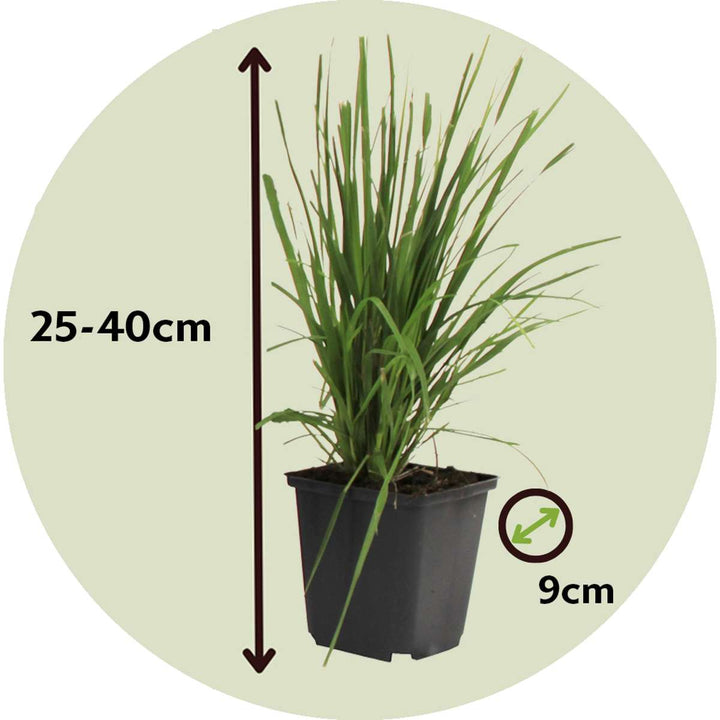 Cortaderia selloana - Set van 3 - Siergras - Wit