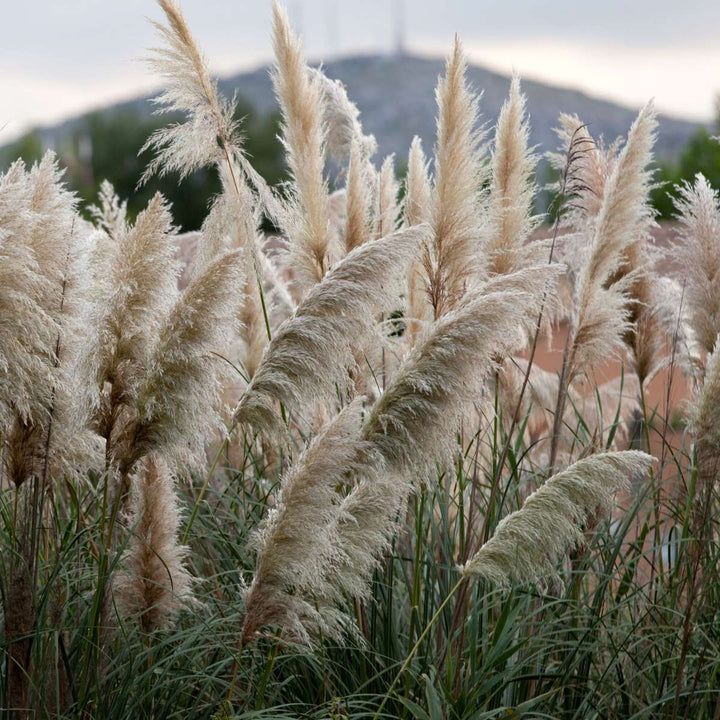 Cortaderia selloana - Mix van 6 - Pampasgras - Wit, Roze