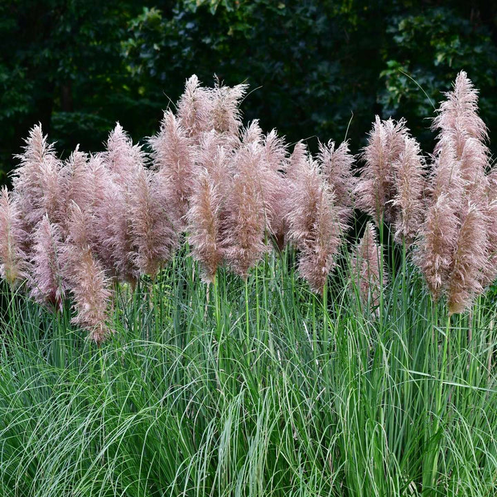 Cortaderia selloana - Mix van 6 - Pampasgras - Wit, Roze