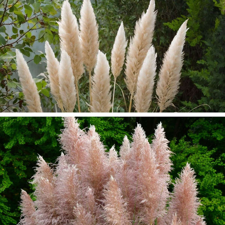 Cortaderia selloana - Mix van 6 - Pampasgras - Wit, Roze