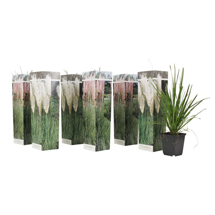 Cortaderia selloana - Mix van 6 - Pampasgras - Wit, Roze