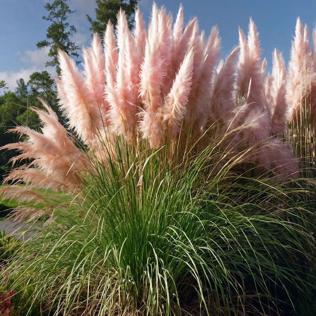 Cortaderia selloana - Set van 3 - Siergras - Roze