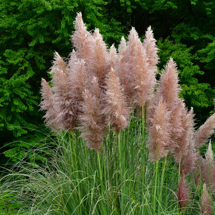 Cortaderia selloana - Set van 3 - Siergras - Roze