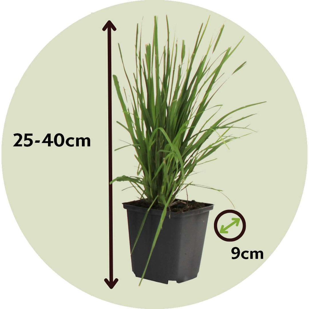 Cortaderia selloana - Set van 3 - Siergras - Roze