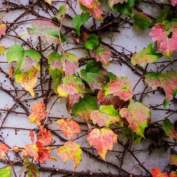 Parthenocissus 'Wilde Wingerd' - Set van 3