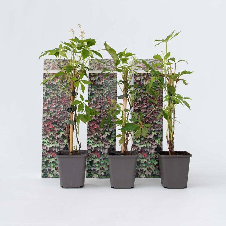 Parthenocissus 'Wilde Wingerd' - Set van 3