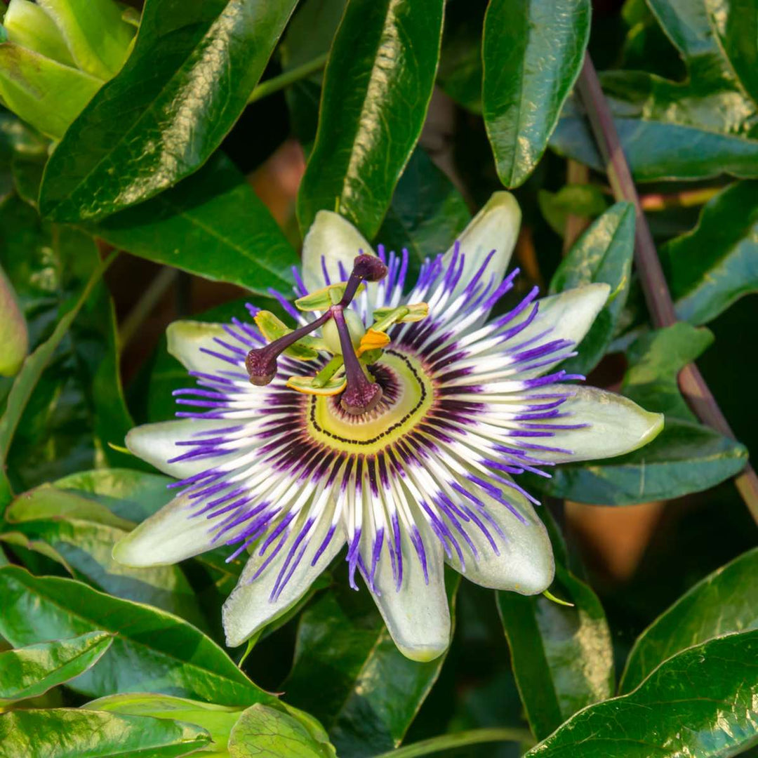 Passiflora - Mix van 3 - Passiebloem