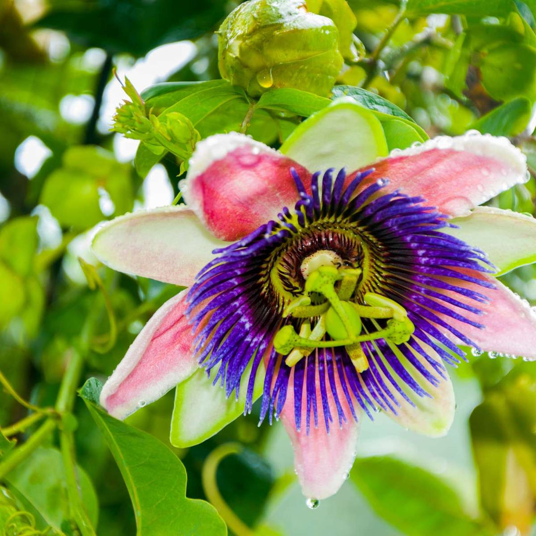 Passiflora Edulis klimplant - Set van 3 - Passiebloem