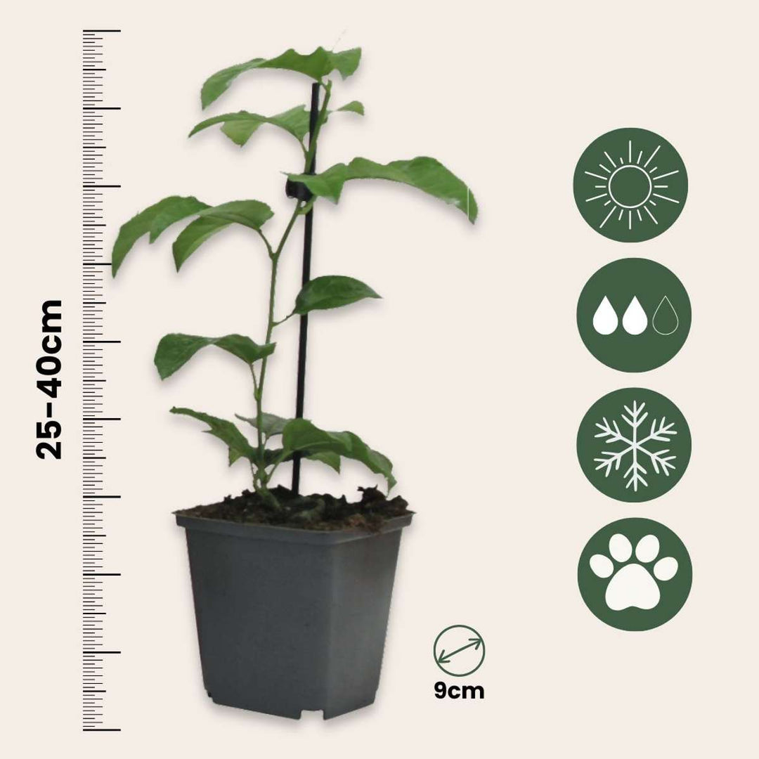 Passiflora Edulis klimplant - Set van 3 - Passiebloem