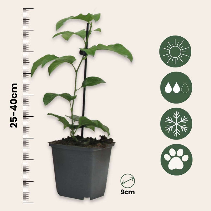 Passiflora Edulis klimplant - Set van 6 - Passiebloem