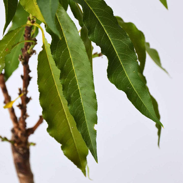 Prunus persica 'Bonanza'- Dwergperzikboom