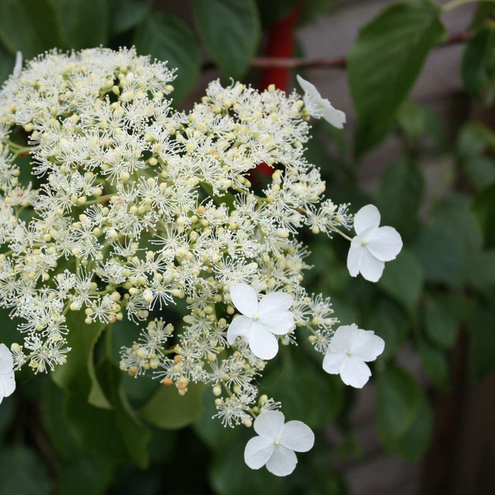 Hydrangea 'Petiolaris’ - Set van 3 - Klimhortensia