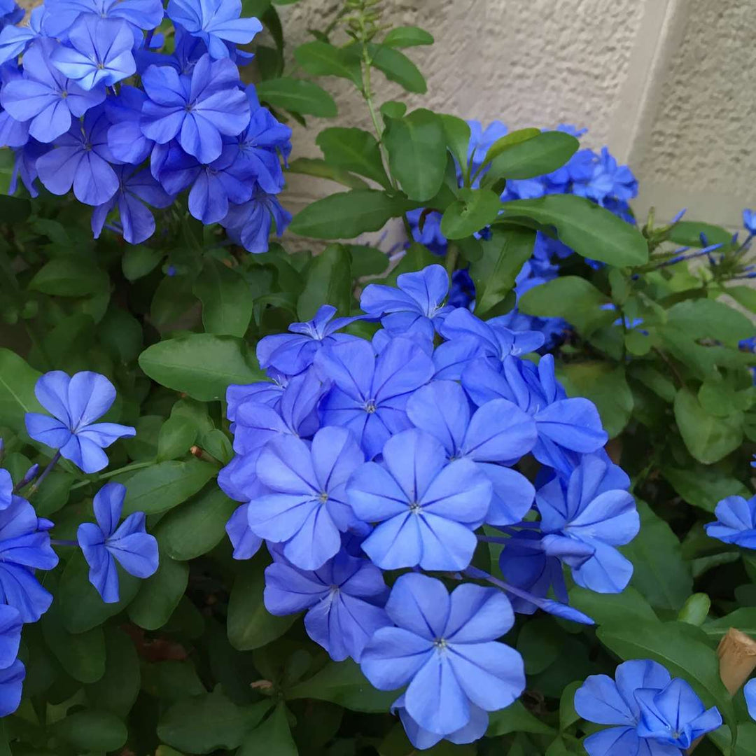 Plumbago auriculata 'mannentrouw' - Set van 3