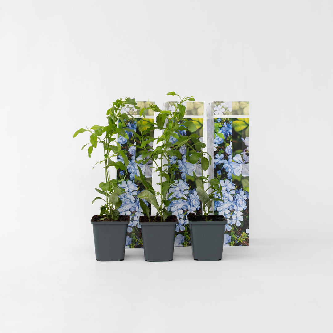 Plumbago auriculata 'mannentrouw' - Set van 3