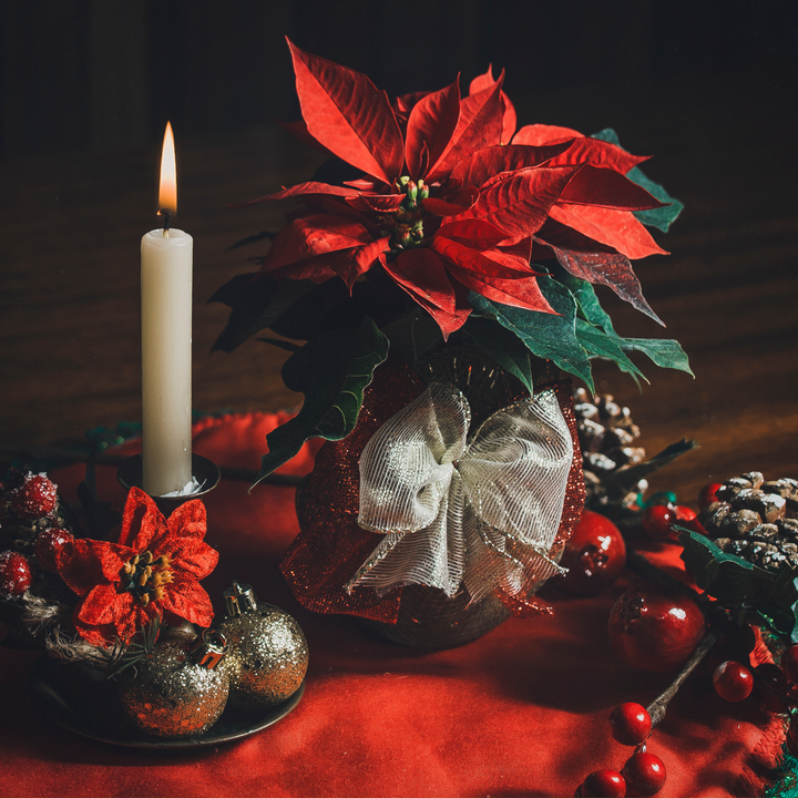 Euphorbia pulcherrima - 5 stuks - Kerstster