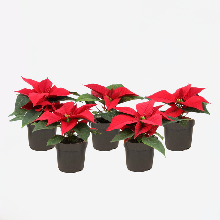 Euphorbia pulcherrima - 5 stuks - Kerstster
