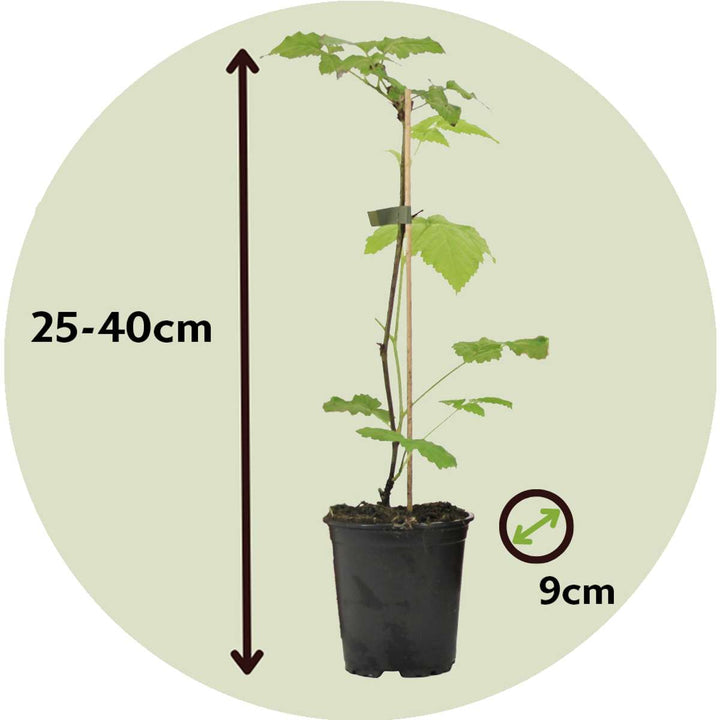 Frambozenplant - Set van 3 - Frambozenstruik