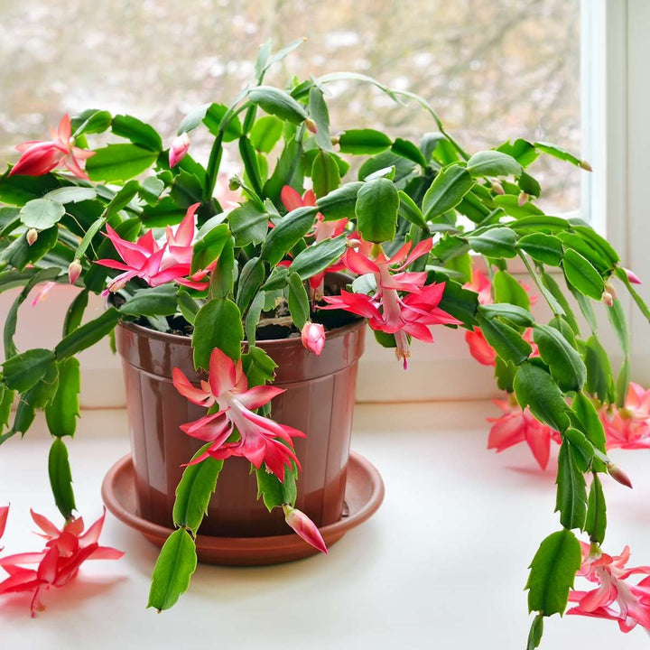 Schlumbergera Tricolor - Set van 6 - Kerstcactussen