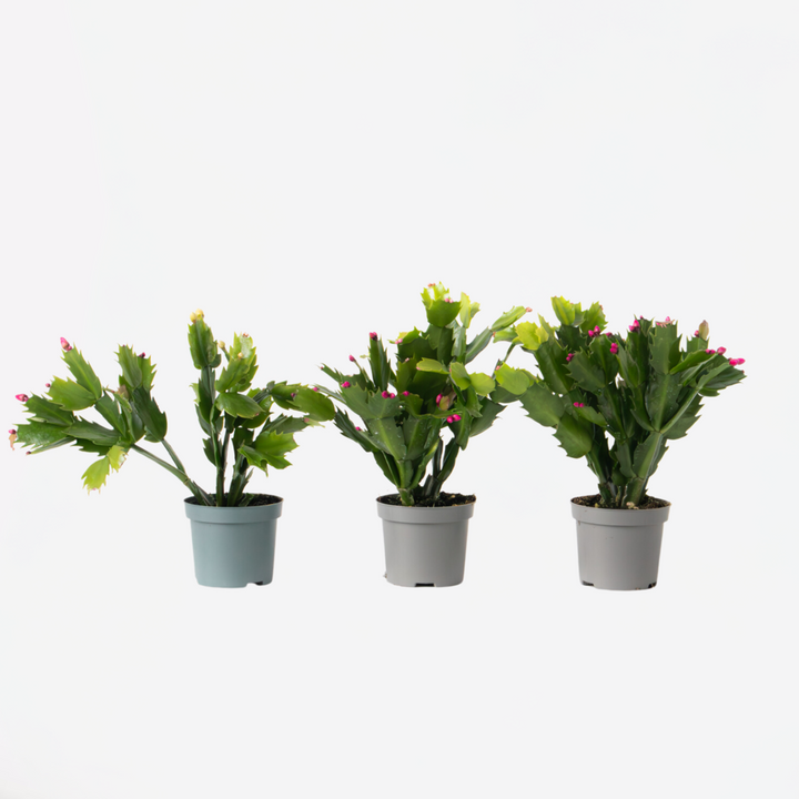 Schlumbergera Tricolor - Set van 3 - Kerstcactussen