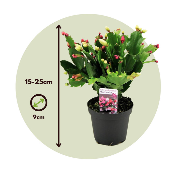 Schlumbergera Tricolor - Set van 3 - Kerstcactussen