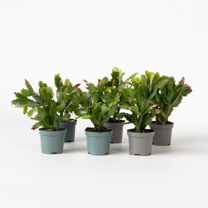 Schlumbergera Tricolor - Set van 6 - Kerstcactussen