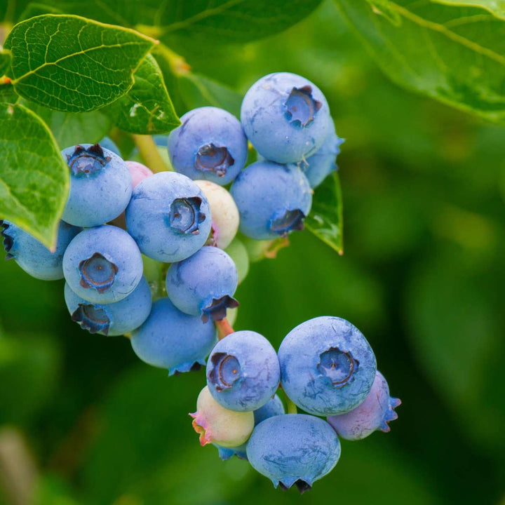 Superfruit - 3 Fruitbomen - Bosbes, Veenbes, Goji