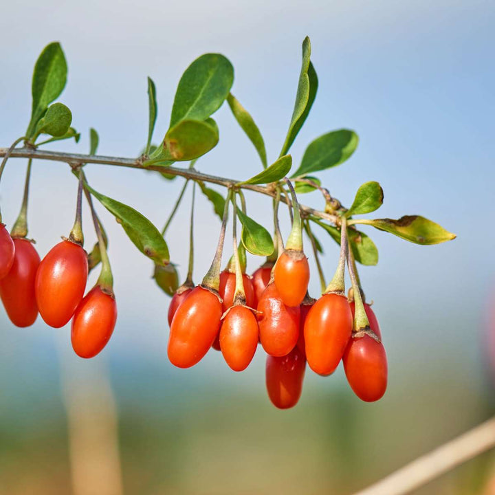 Superfruit - 6 Fruitbomen - Bosbes, Veenbes, Goji