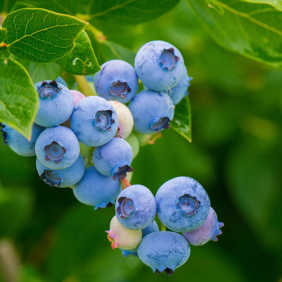 Superfruit - 6 Fruit Trees - Blueberry, Cranberry, Goji