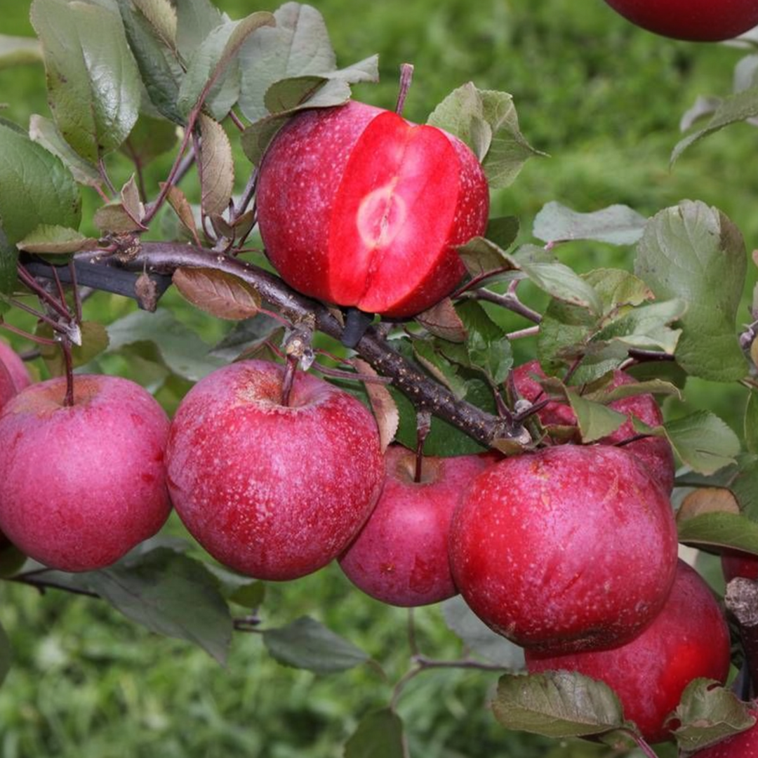 Fruitbomen - Mix van 3 - appel, peer