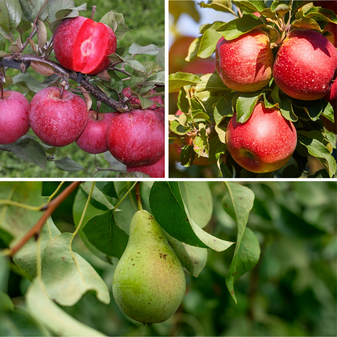 Fruitbomen - Mix van 3 - appel, peer