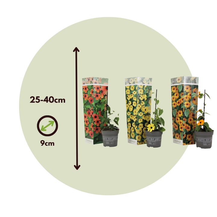 Thunbergia - Mješavina 6 - Žuta, narančasta, crvena