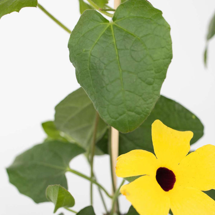 Thunbergia - Mješavina 6 - Žuta, narančasta, crvena