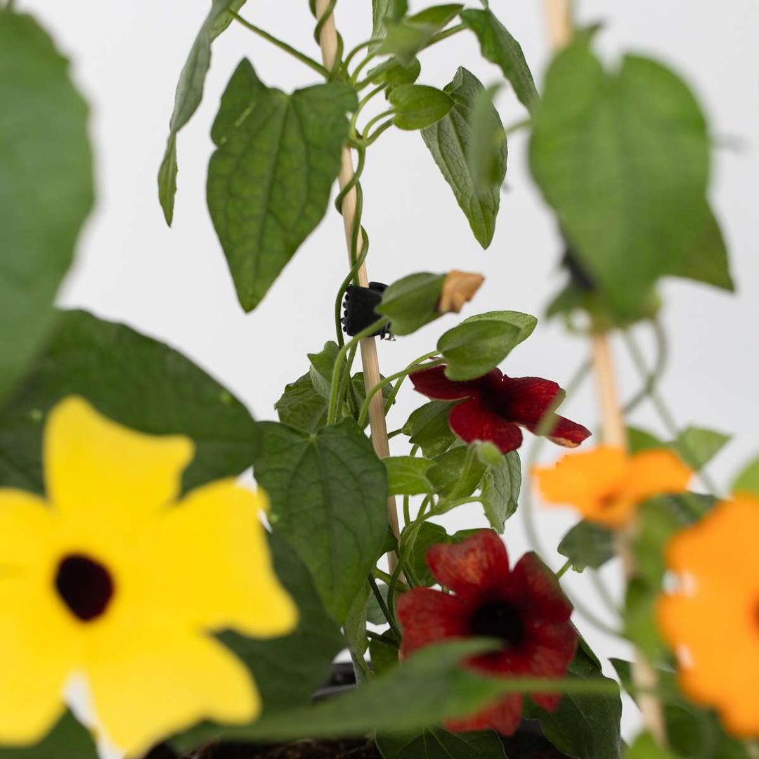 Thunbergia - Mješavina 6 - Žuta, narančasta, crvena