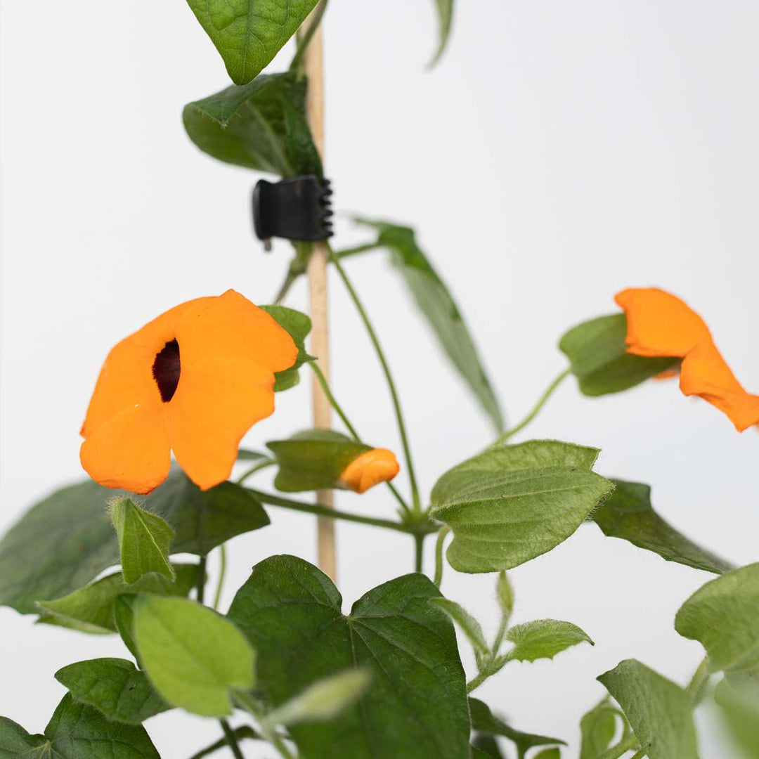 Thunbergia - Mješavina 6 - Žuta, narančasta, crvena