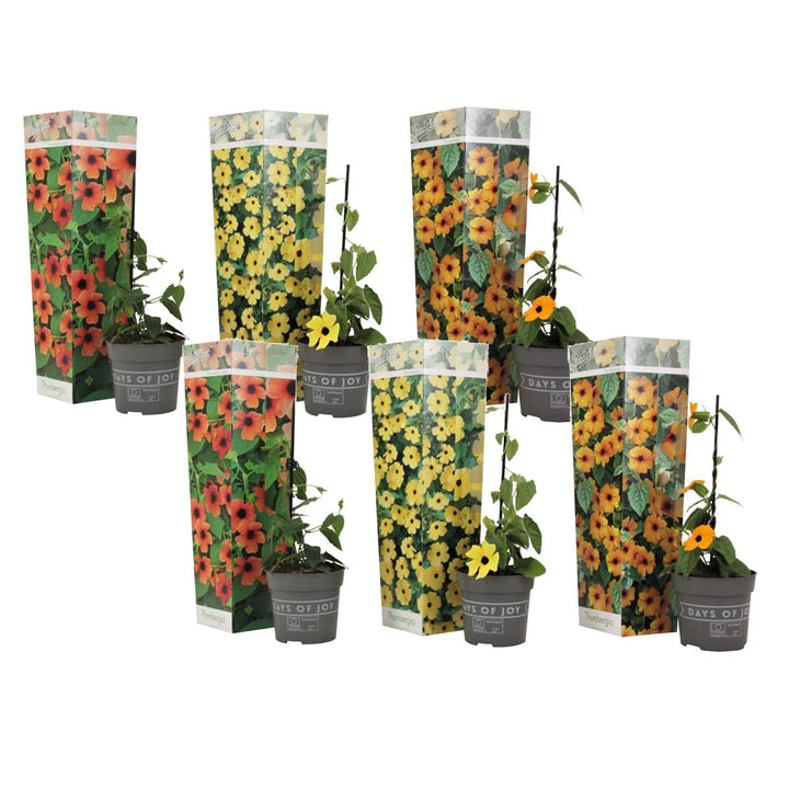 Thunbergia - Mješavina 6 - Žuta, narančasta, crvena