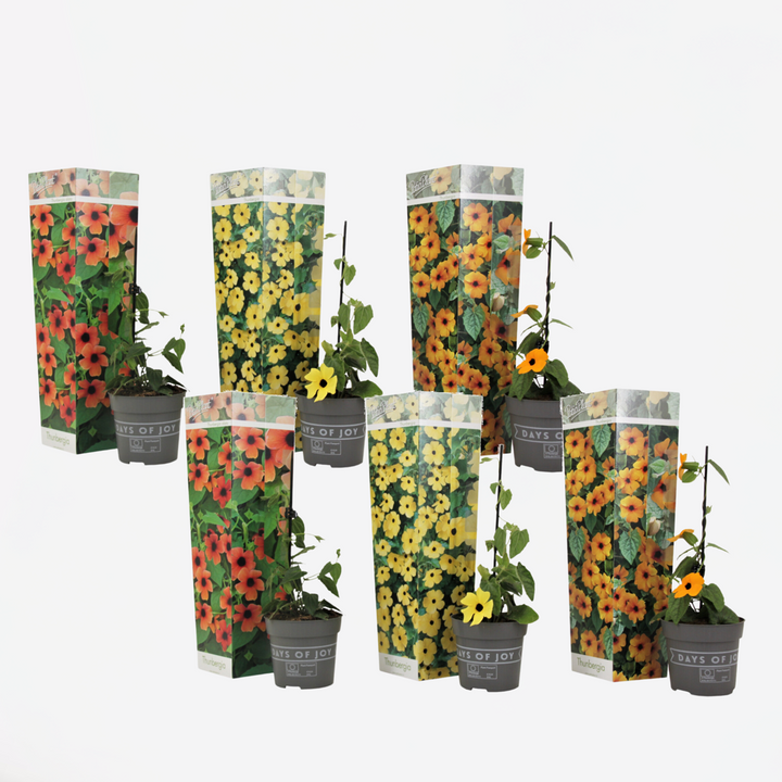 Thunbergia - Mješavina 6 - Žuta, narančasta, crvena