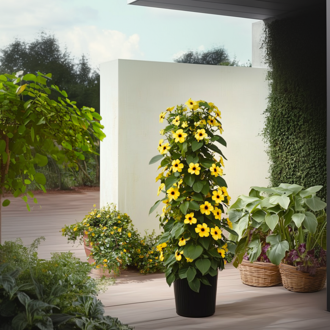 Thunbergia - Mješavina 6 - Žuta, narančasta, crvena