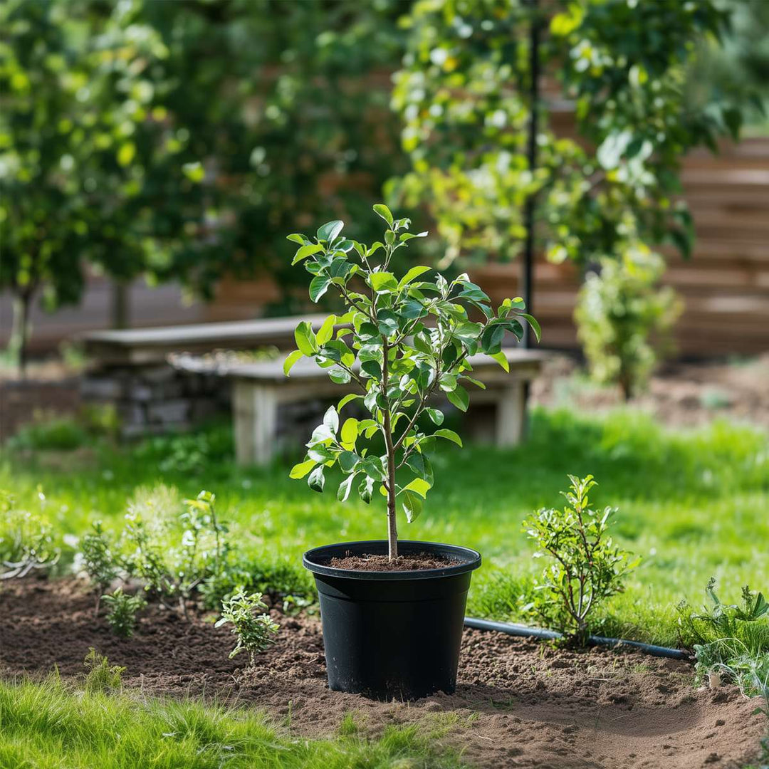 Appelboom 'Trio' - Malus