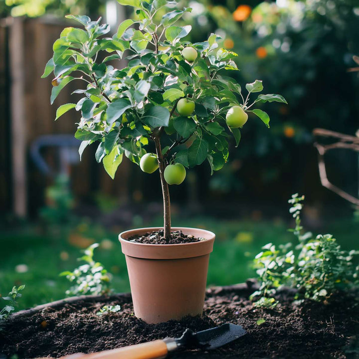 Appelboom 'Trio' - Set van 2 - Malus