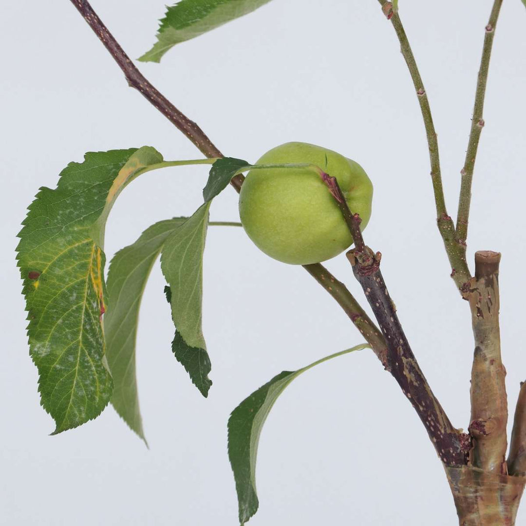 Appelboom 'Trio' - Set van 2 - Malus