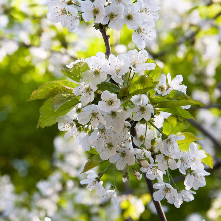 Appelboom 'Trio' - Set van 2 - Malus