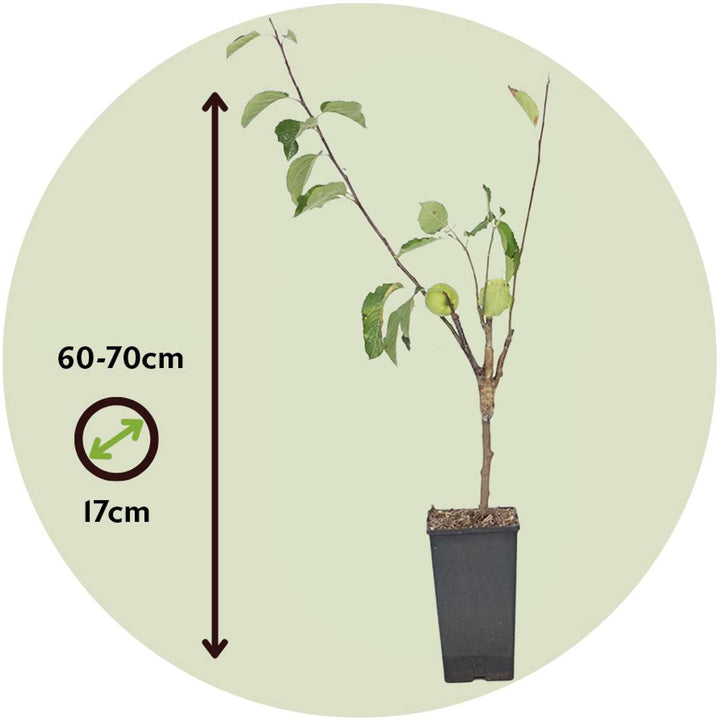 Appelboom 'Trio' - Set van 2 - Malus