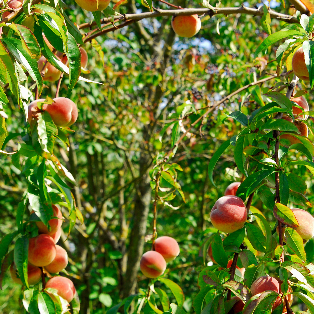 Prunus Persica 'Saturne' - Perzikboom