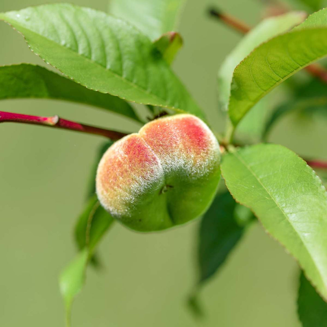 Prunus Persica 'Saturne' - Perzikboom