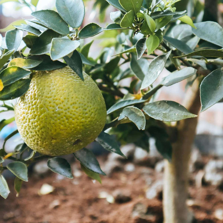 Citrus aurantifolia Limoen - Citroenboom - Set van 3