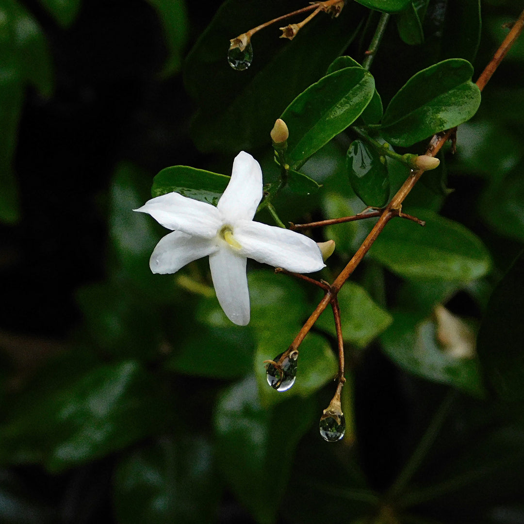 Jasminoides Officinale - Set van 6 - Wit - Jasmijn